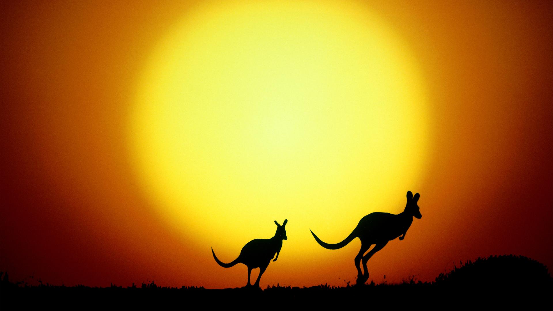 закат, Солнце, желтый цвет, животные, оранжевый цвет, силуэты, Австралия, кенгуру - обои на рабочий стол