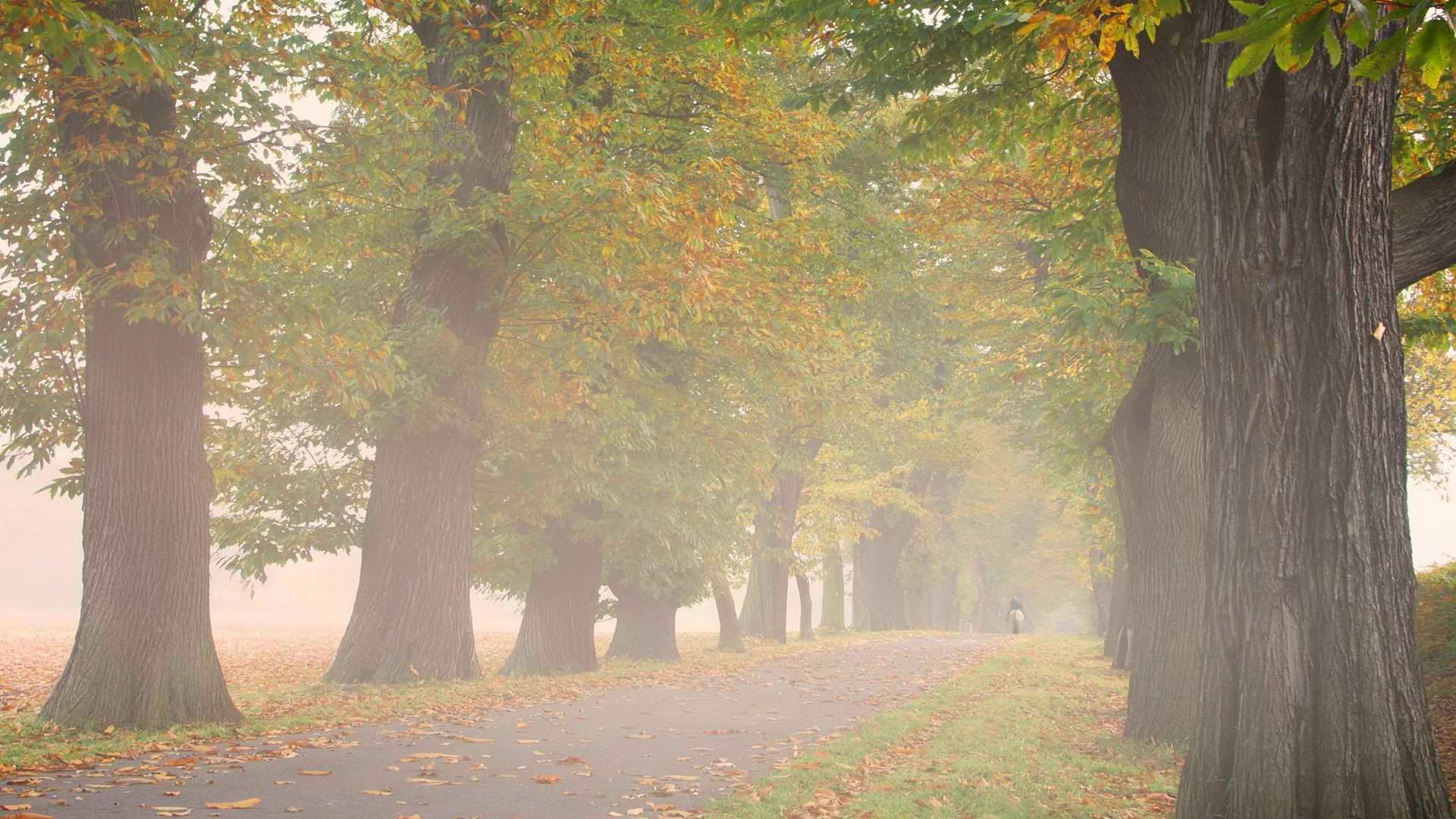 деревья, осень, Германия, туман, на открытом воздухе, Аллея - обои на рабочий стол