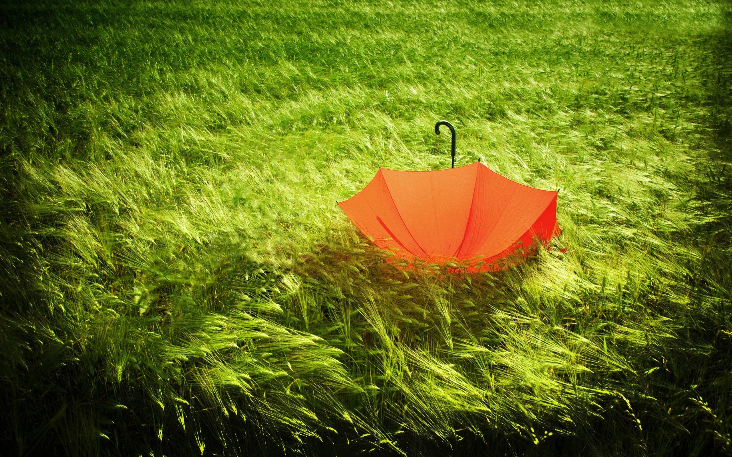 зеленый, природа, оранжевый цвет, трава, зонтики - обои на рабочий стол