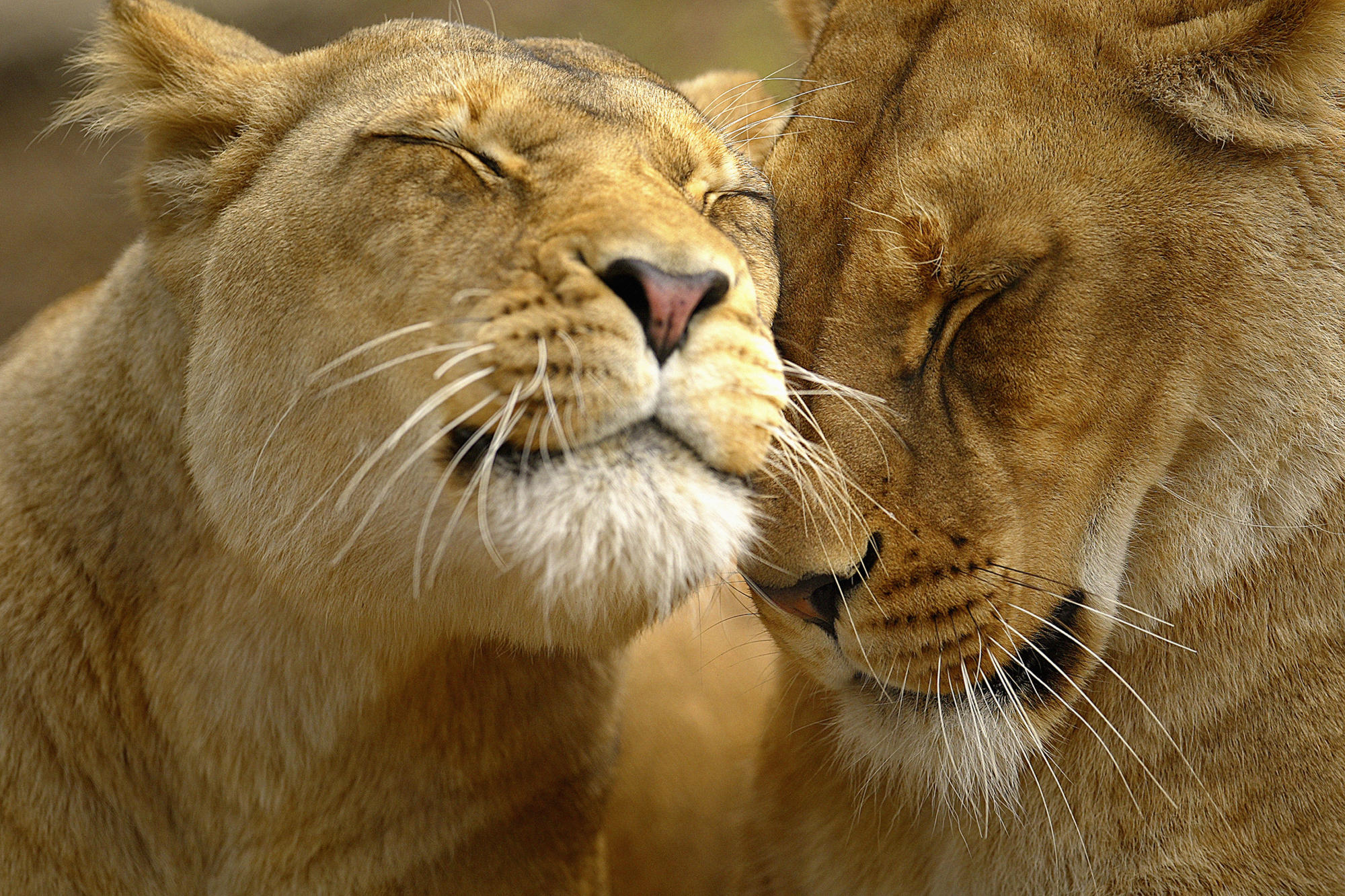 любовь, животные, львы - обои на рабочий стол