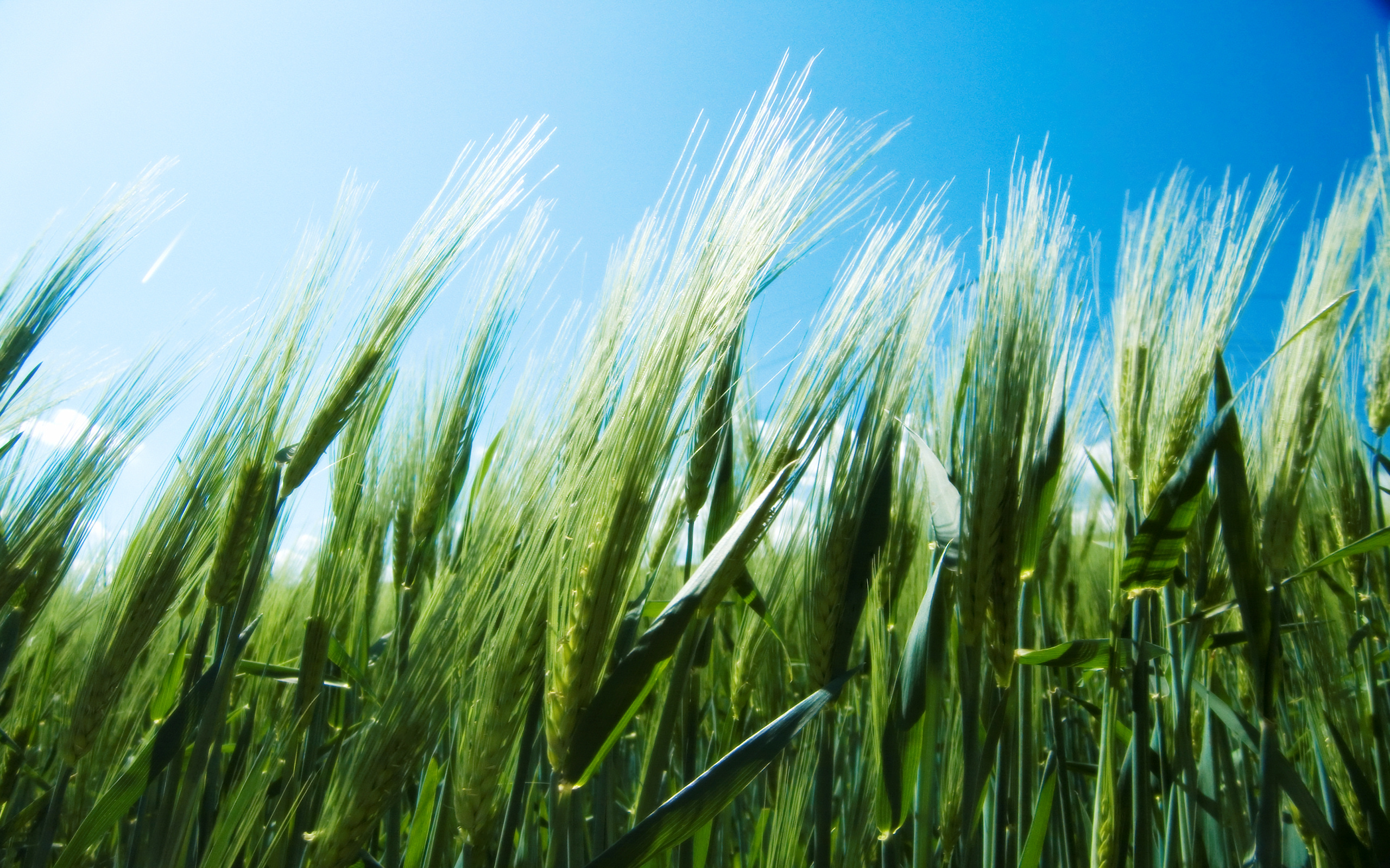 природа, пшеница, голубое небо - обои на рабочий стол