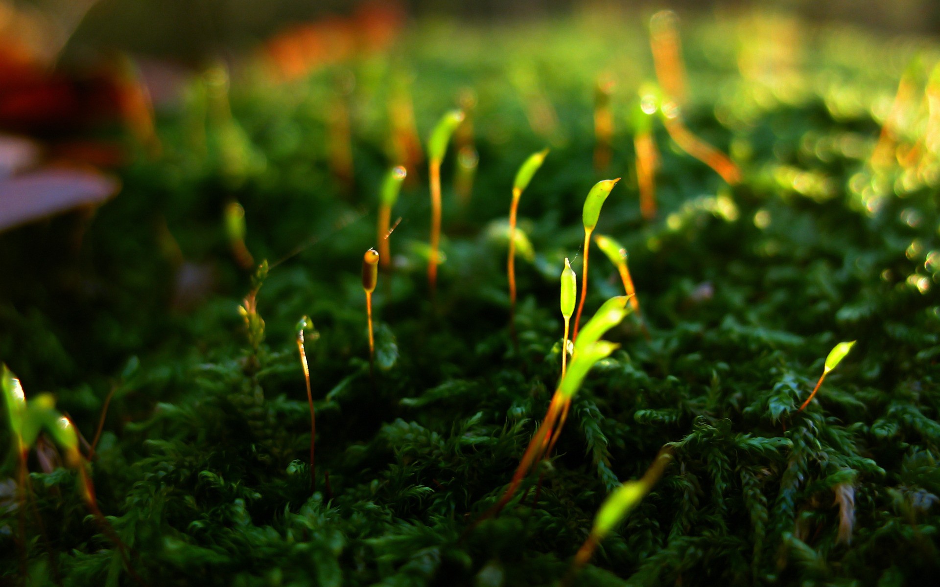 зеленый, крупный план, природа, трава, мох, макро, глубина резкости - обои на рабочий стол