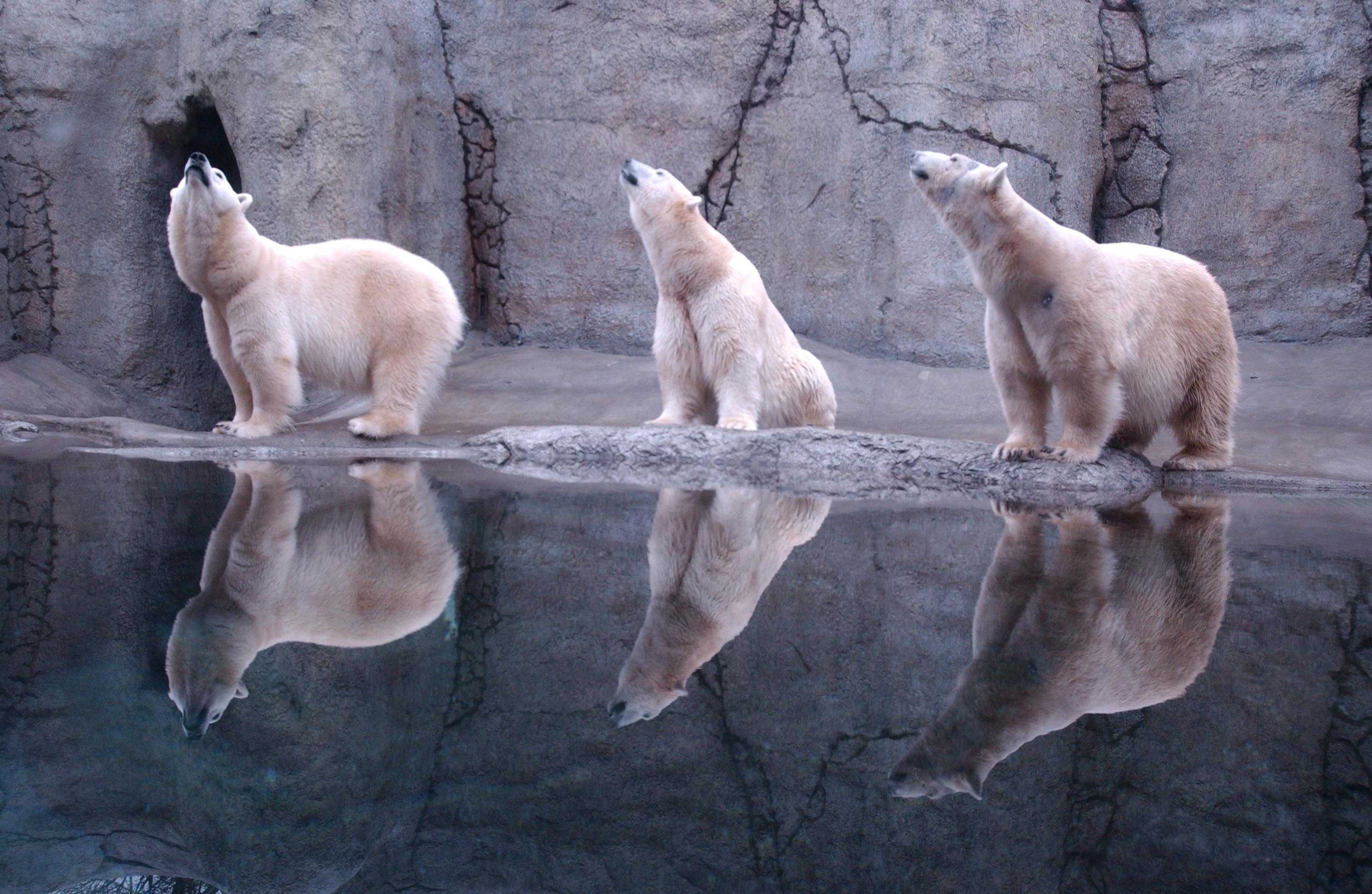 вода, животные, отражения, белые медведи - обои на рабочий стол
