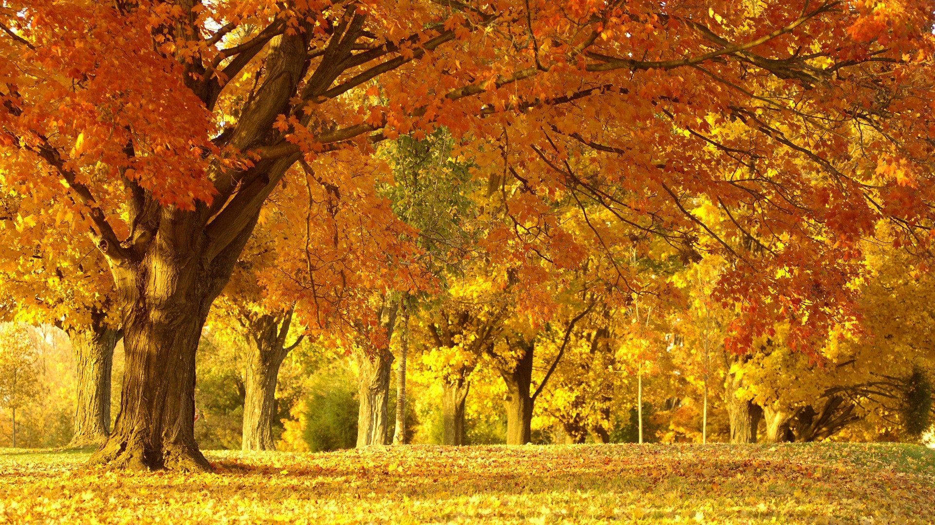 пейзажи, природа, деревья, осень, леса, листья, опавшие листья - обои на рабочий стол