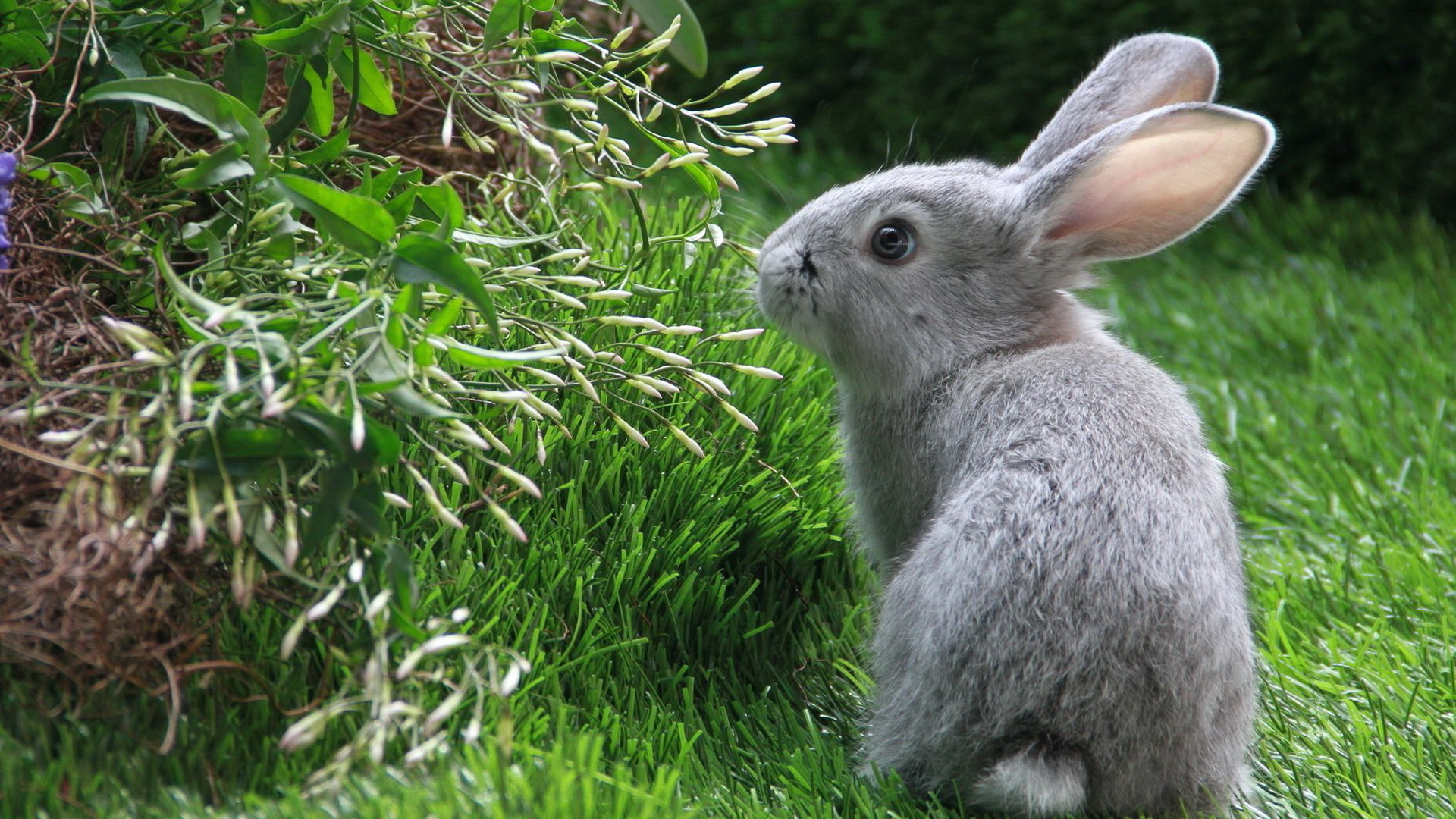 кролики, животные, трава, кролики - обои на рабочий стол
