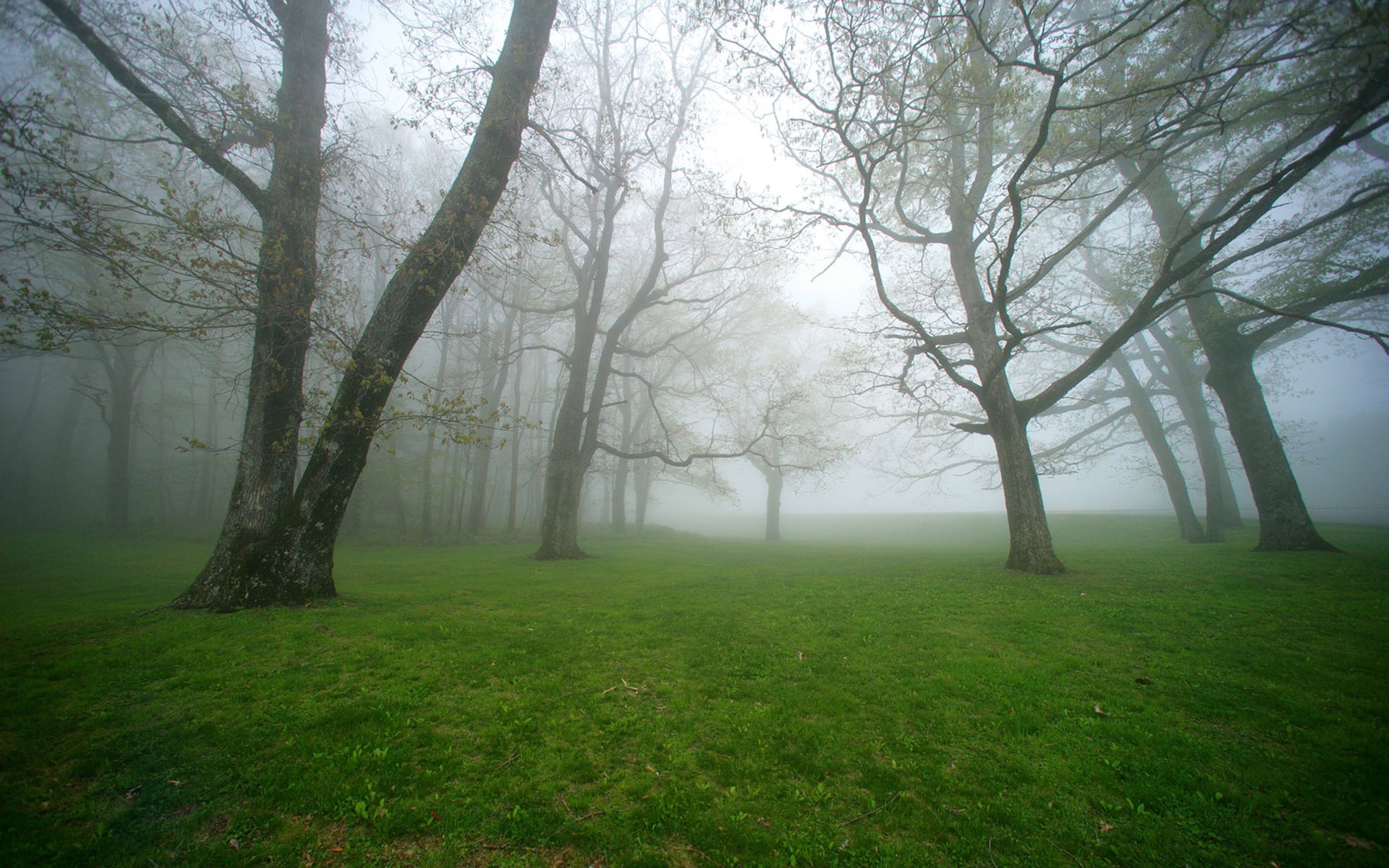 зеленый, природа, деревья, трава, поля, туман, туман - обои на рабочий стол