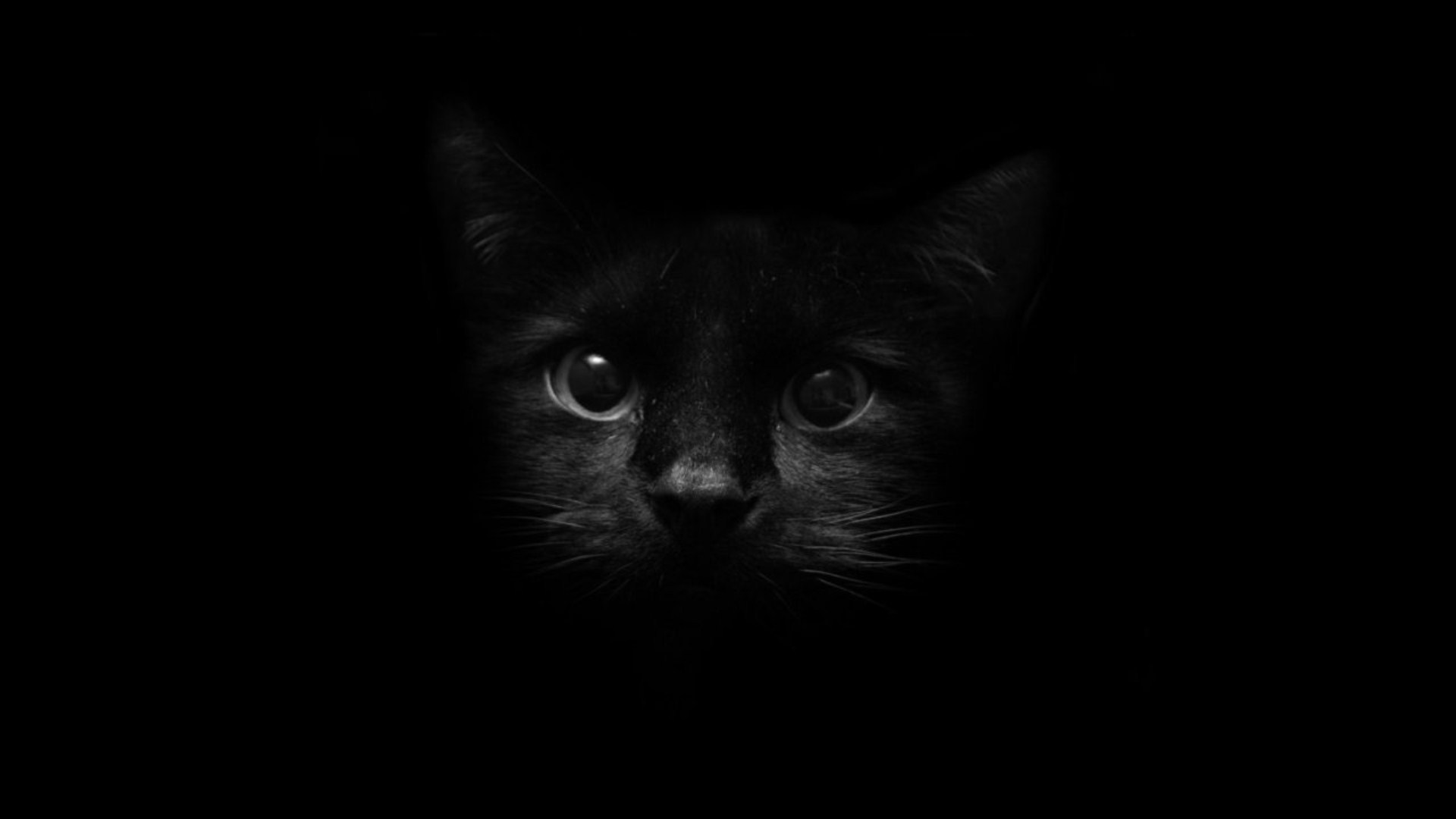 черный цвет, кошки, животные - обои на рабочий стол
