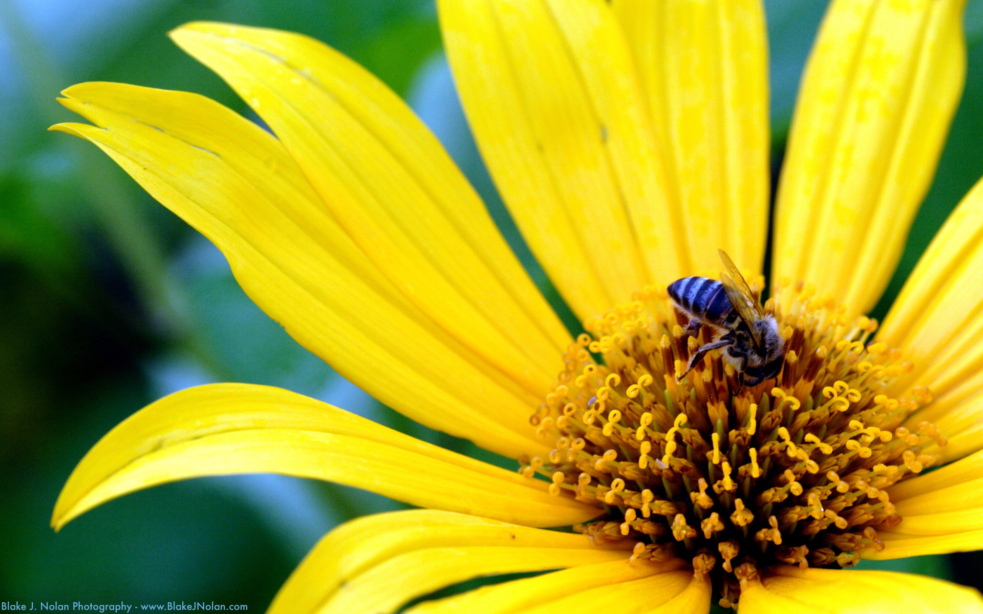 цветы, желтый цвет, насекомые, растения, пчелы - обои на рабочий стол