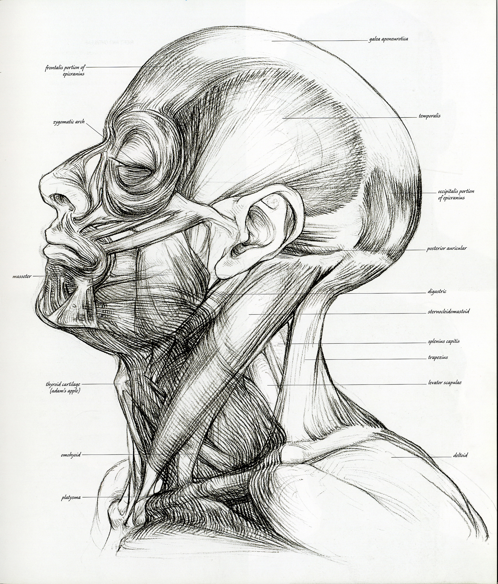 анатомия, эскизы, мышцы, рисунки - обои на рабочий стол