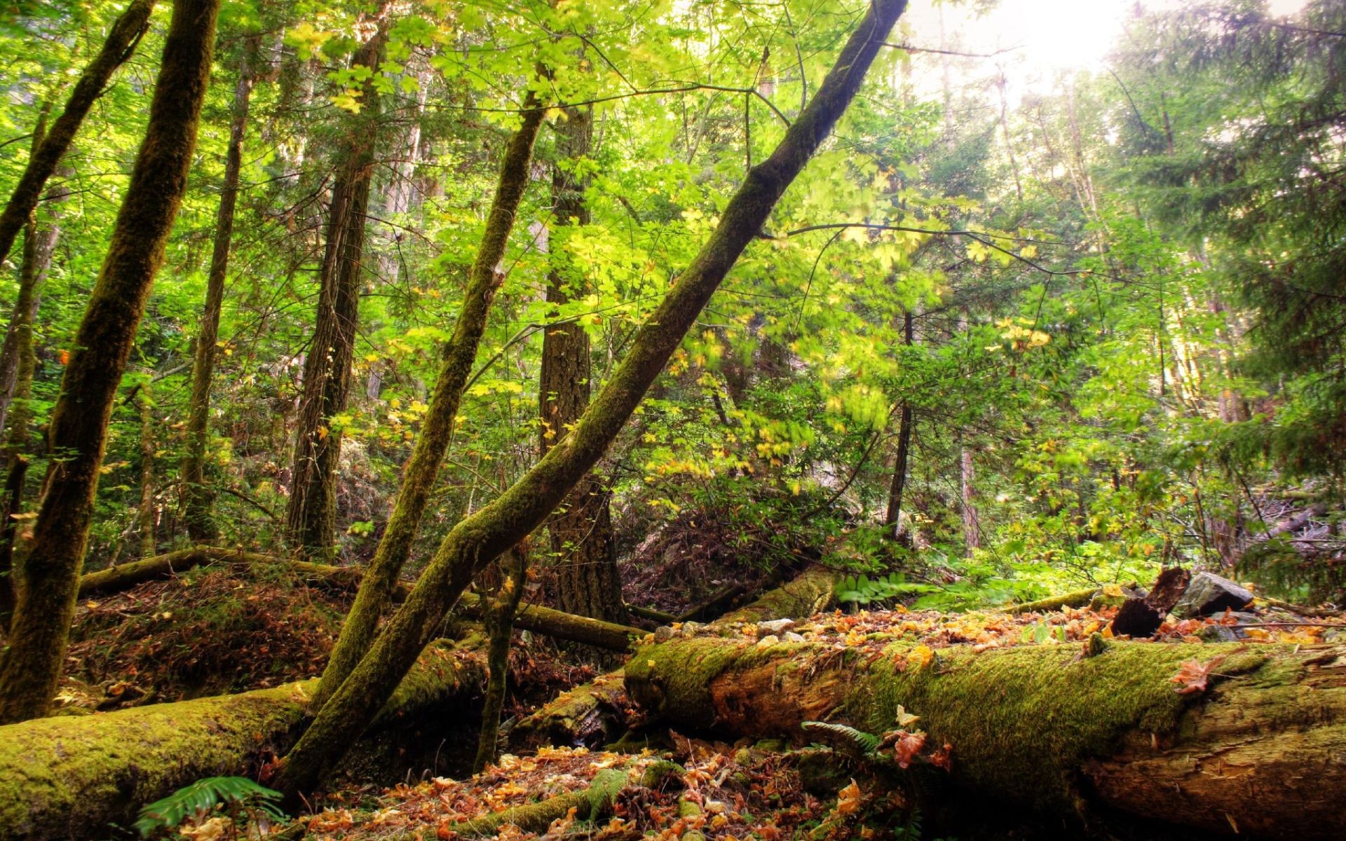 природа, деревья, леса, HDR фотографии - обои на рабочий стол