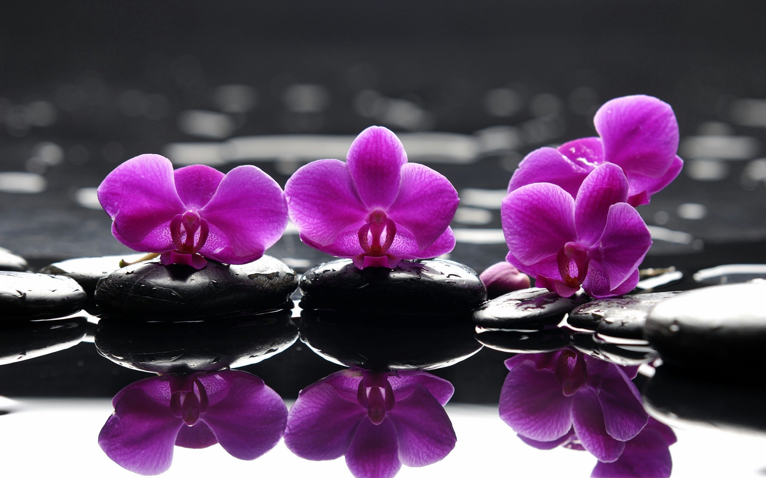 вода, цветы, выборочная раскраска, орхидеи, розовые цветы - обои на рабочий стол