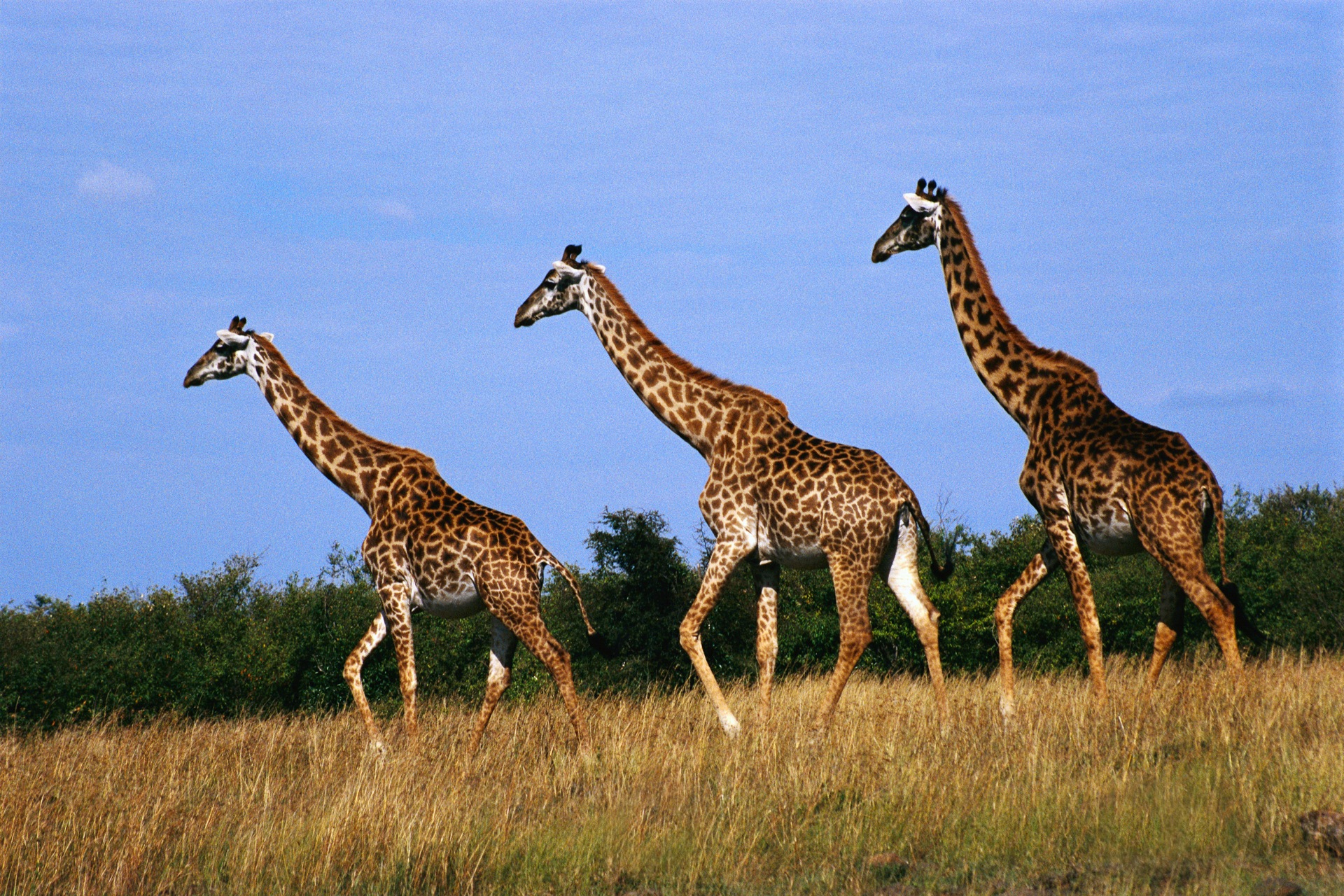 животные, жирафы - обои на рабочий стол
