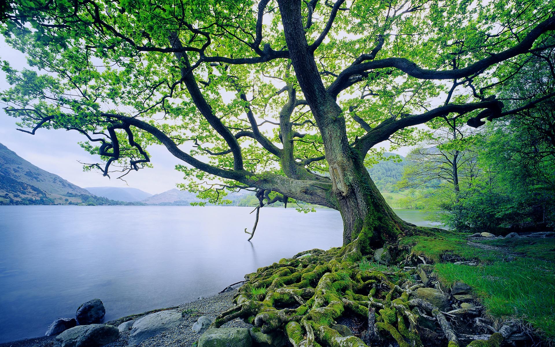 пейзажи, природа, деревья, старый, Великобритания, озера - обои на рабочий стол