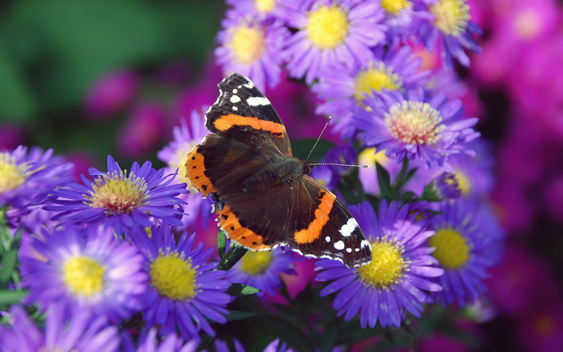 природа, многоцветный, цветы, животные, насекомые, лето, фиолетовые цветы, бабочки - обои на рабочий стол