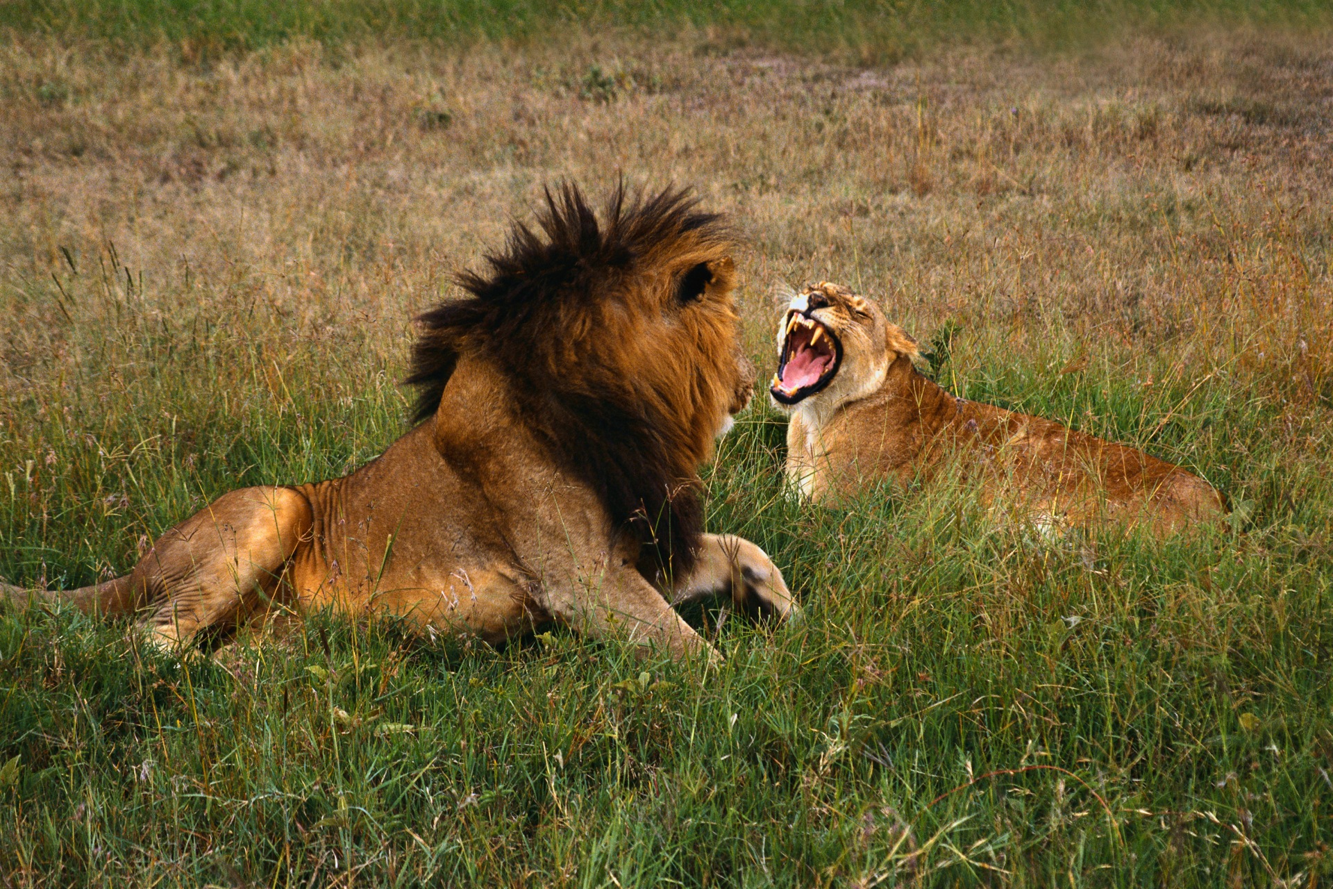 природа, животные, львы - обои на рабочий стол