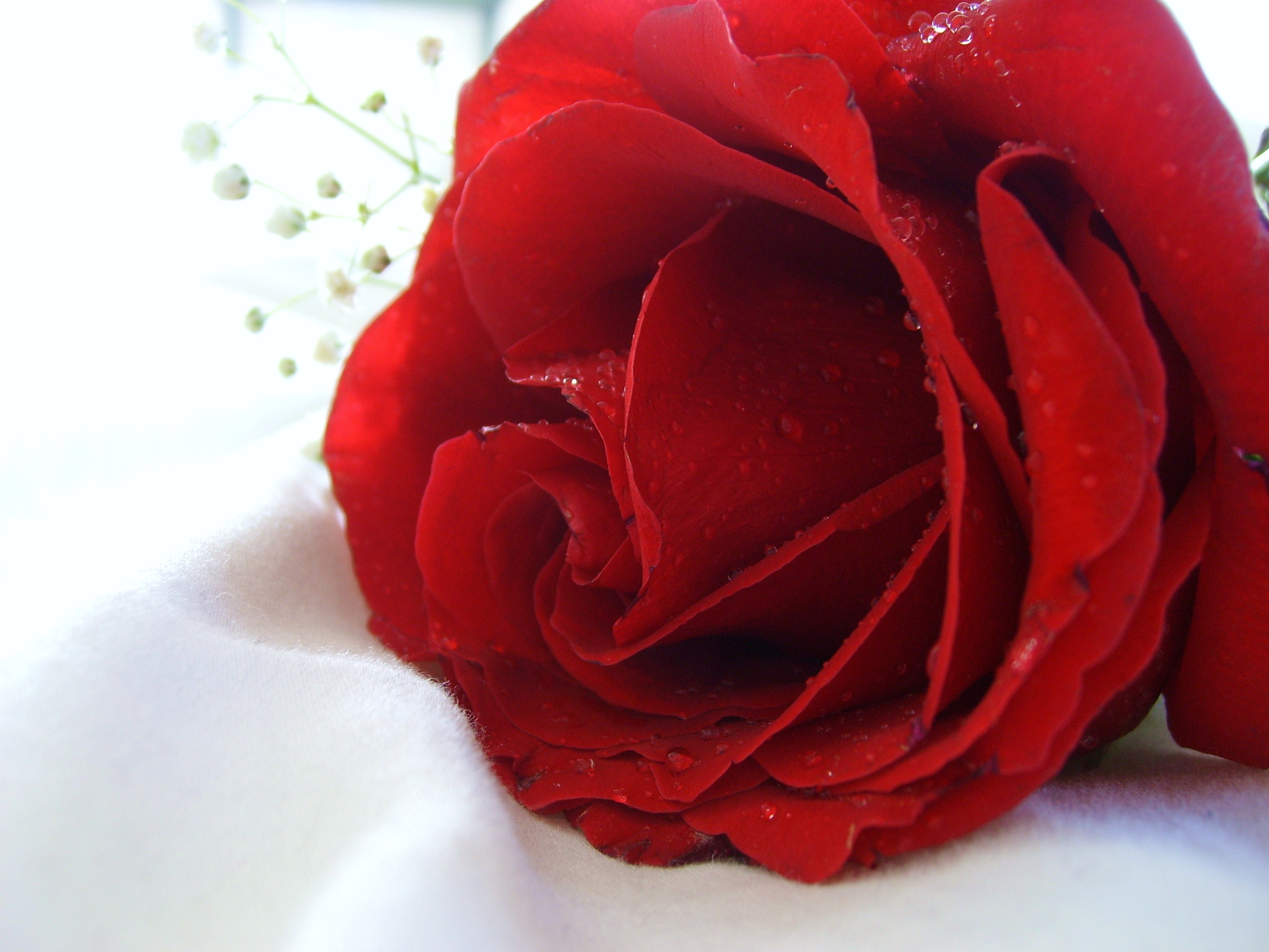 красный цвет, цветы, туман, растения, розы - обои на рабочий стол