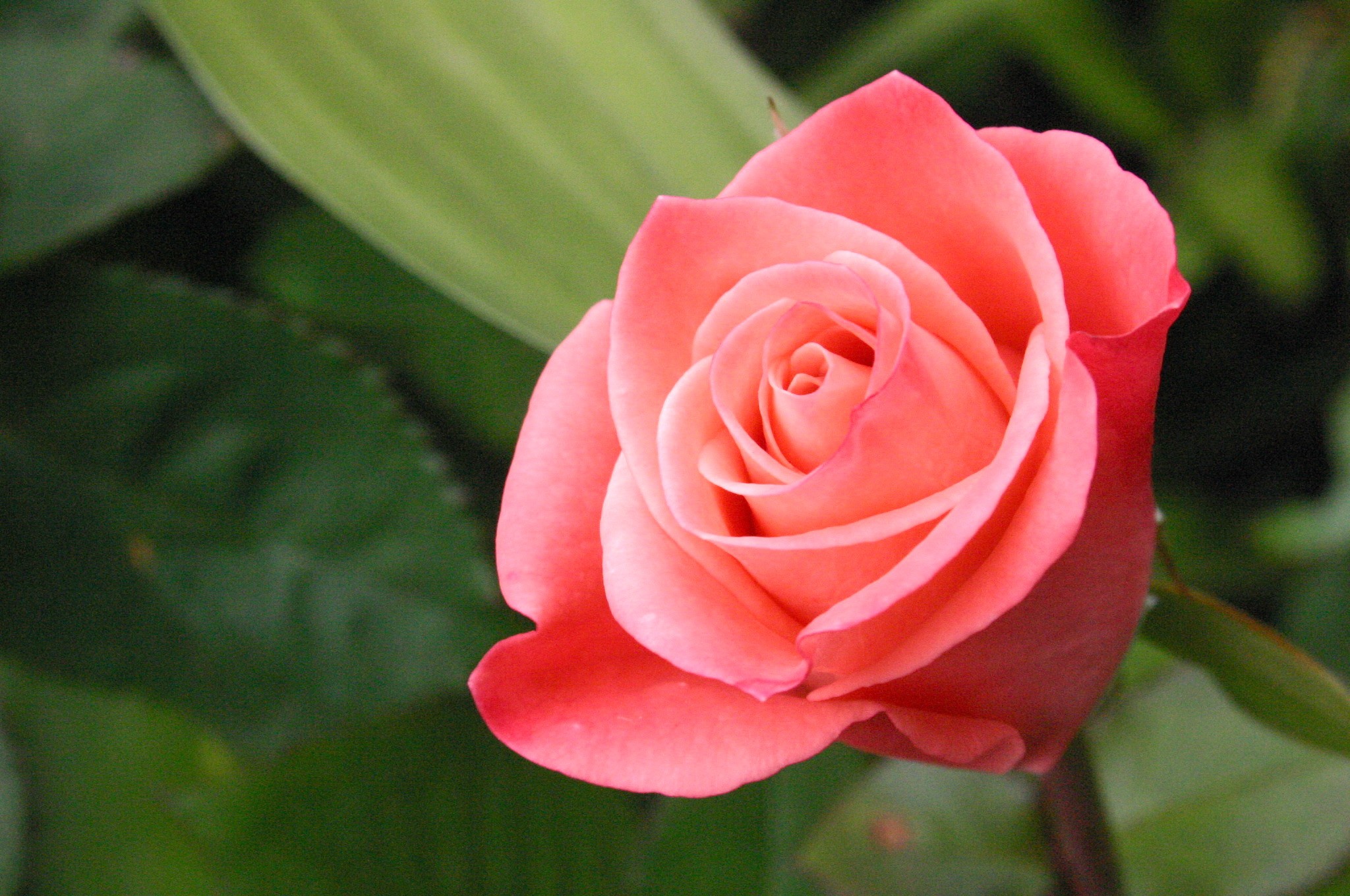 http://cdn.oboi7.com/7a3ca8fc64083354baf055805d1c3c32897d75a4/cvety-rozy-rozovye-cvety-rozovye-rozy.jpg