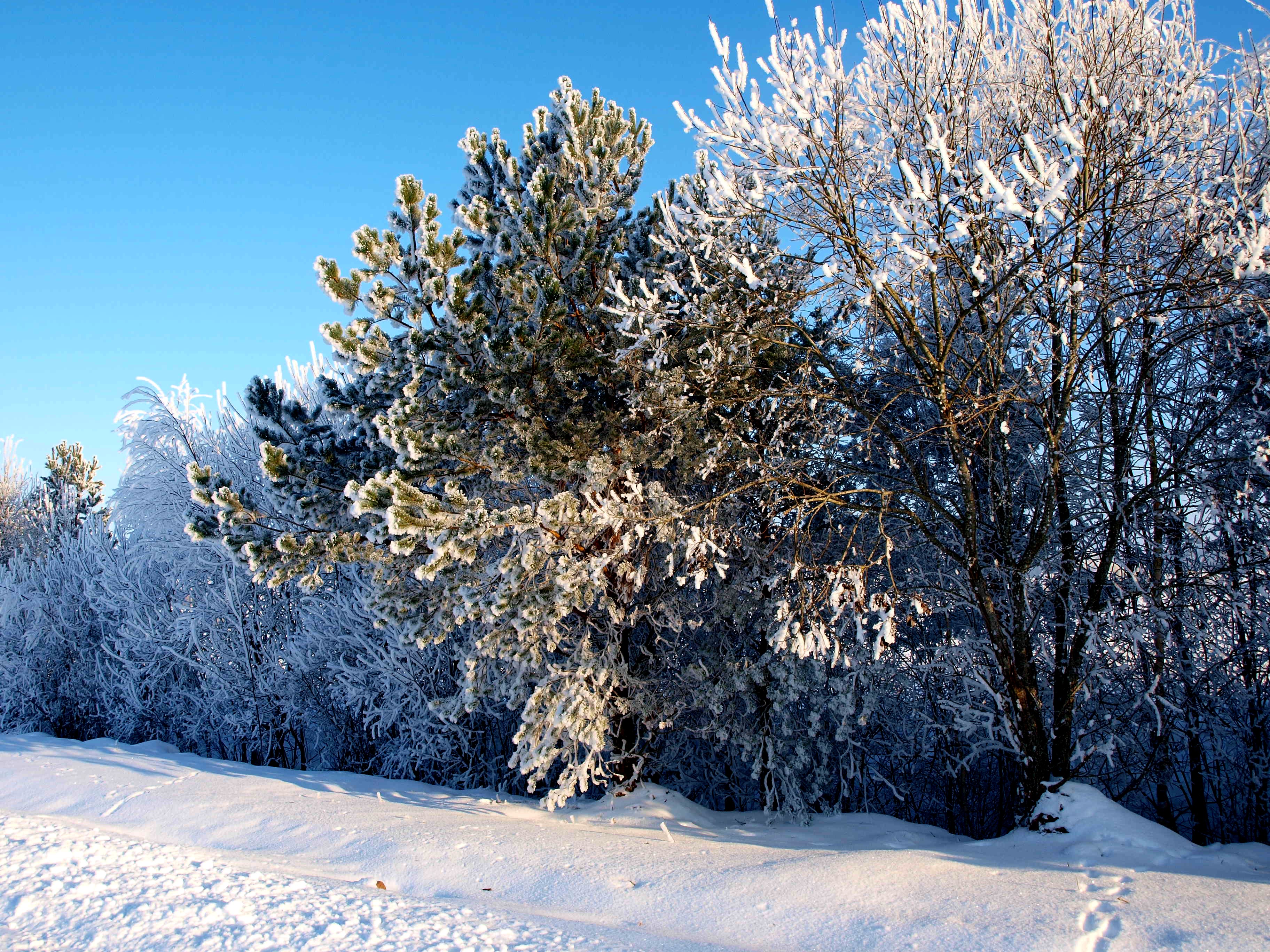 пейзажи, природа, зима, снег, деревья, белый, замороженный, Литва, ttic24 - обои на рабочий стол