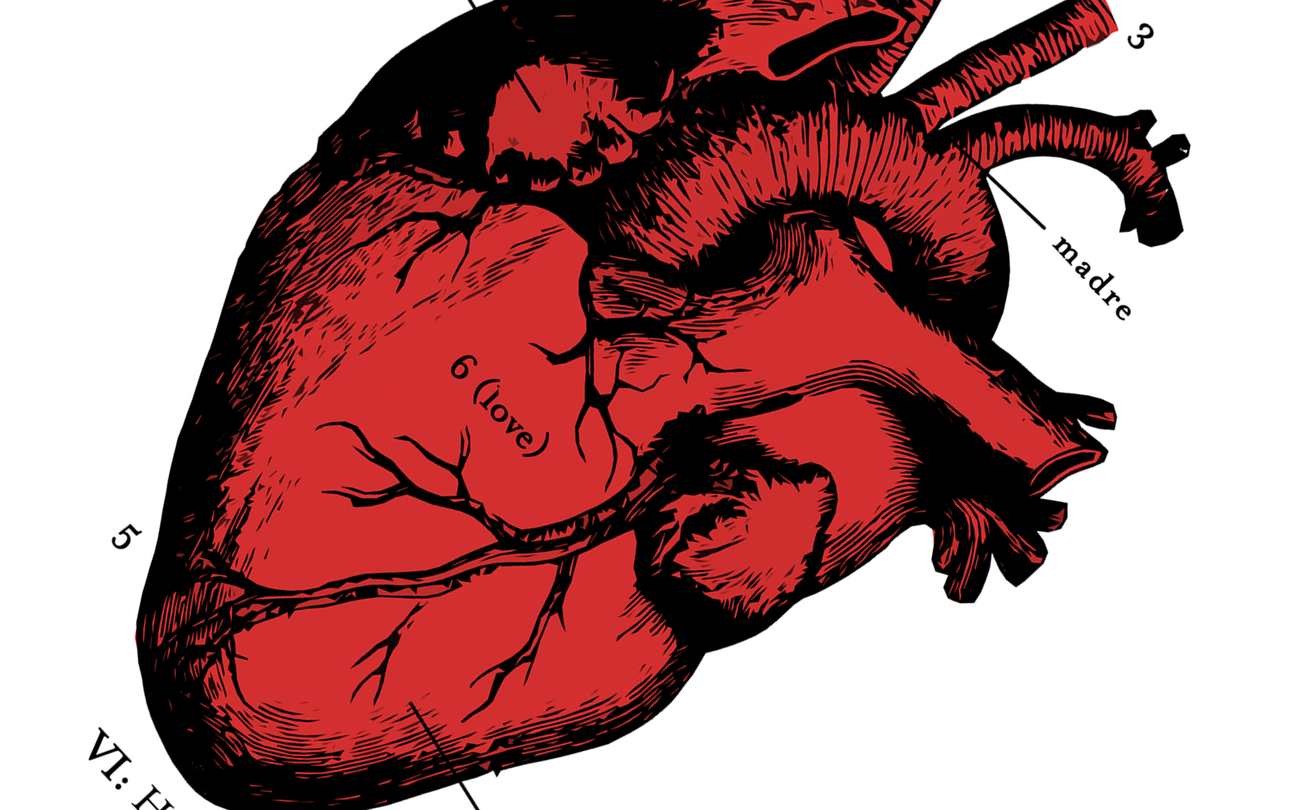 анатомия, сердца - обои на рабочий стол
