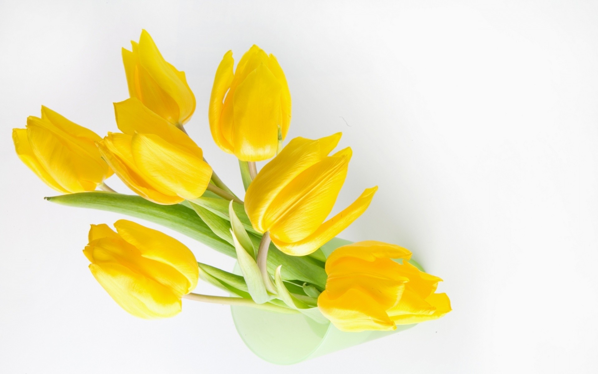 цветы, тюльпаны, желтые цветы - обои на рабочий стол