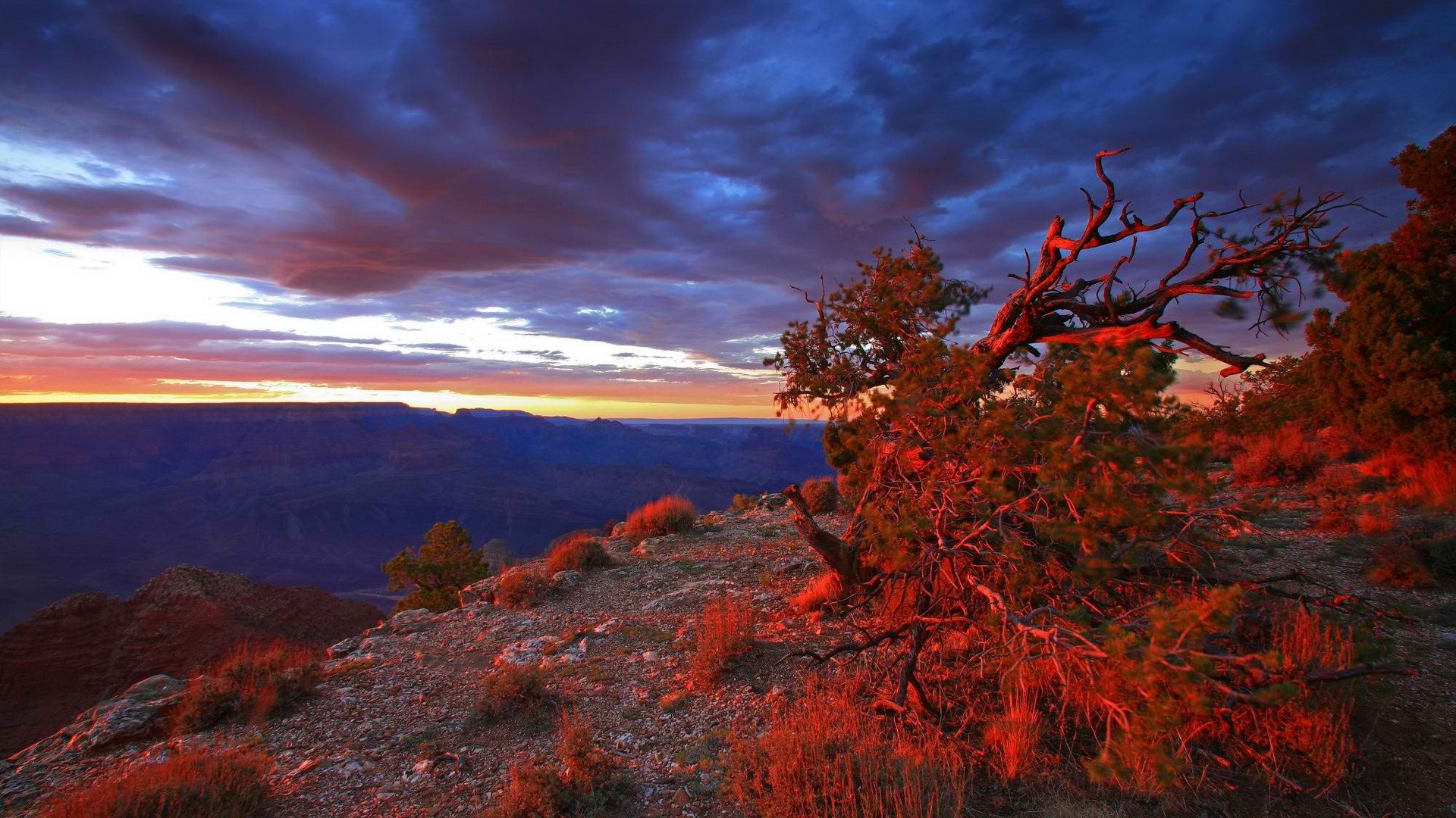 закат, точка, США, Аризона, Гранд-Каньон, Национальный парк, кусты - обои на рабочий стол