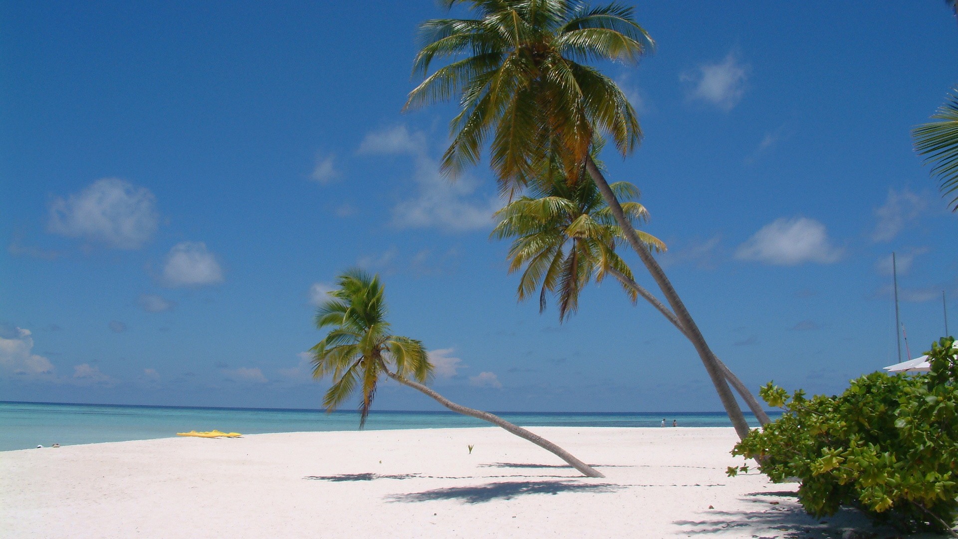песок, пальмовые деревья, пляжи - обои на рабочий стол