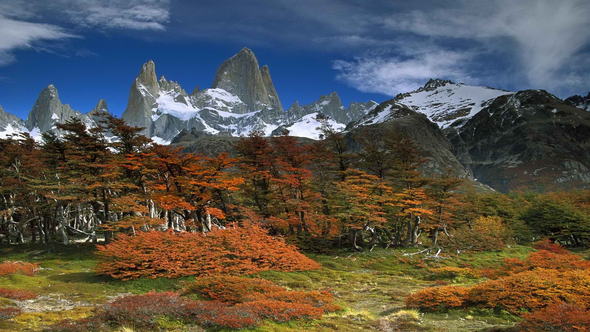 пейзажи, деревья, Аргентина, бук, Национальный парк, крепление - обои на рабочий стол