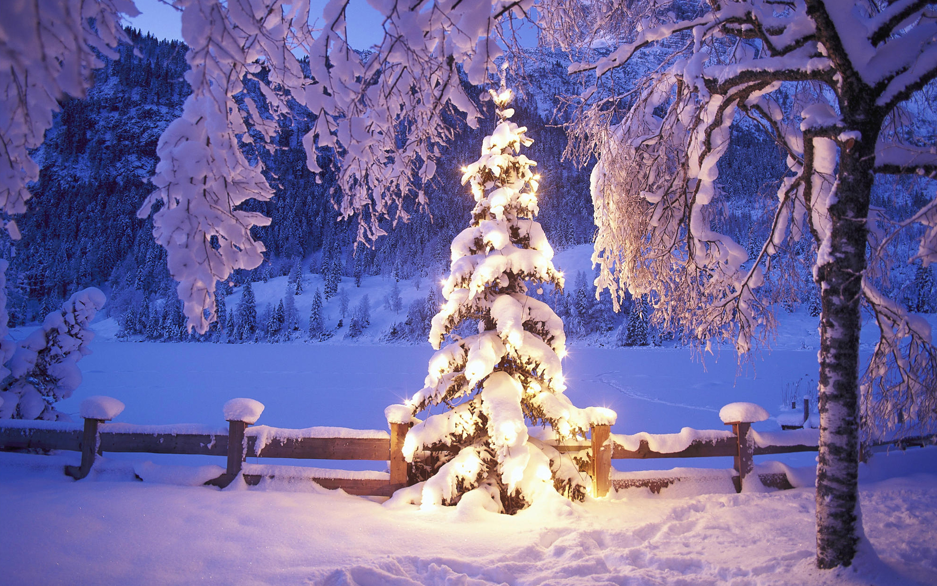 зима, снег, деревья, огни, рождество - обои на рабочий стол