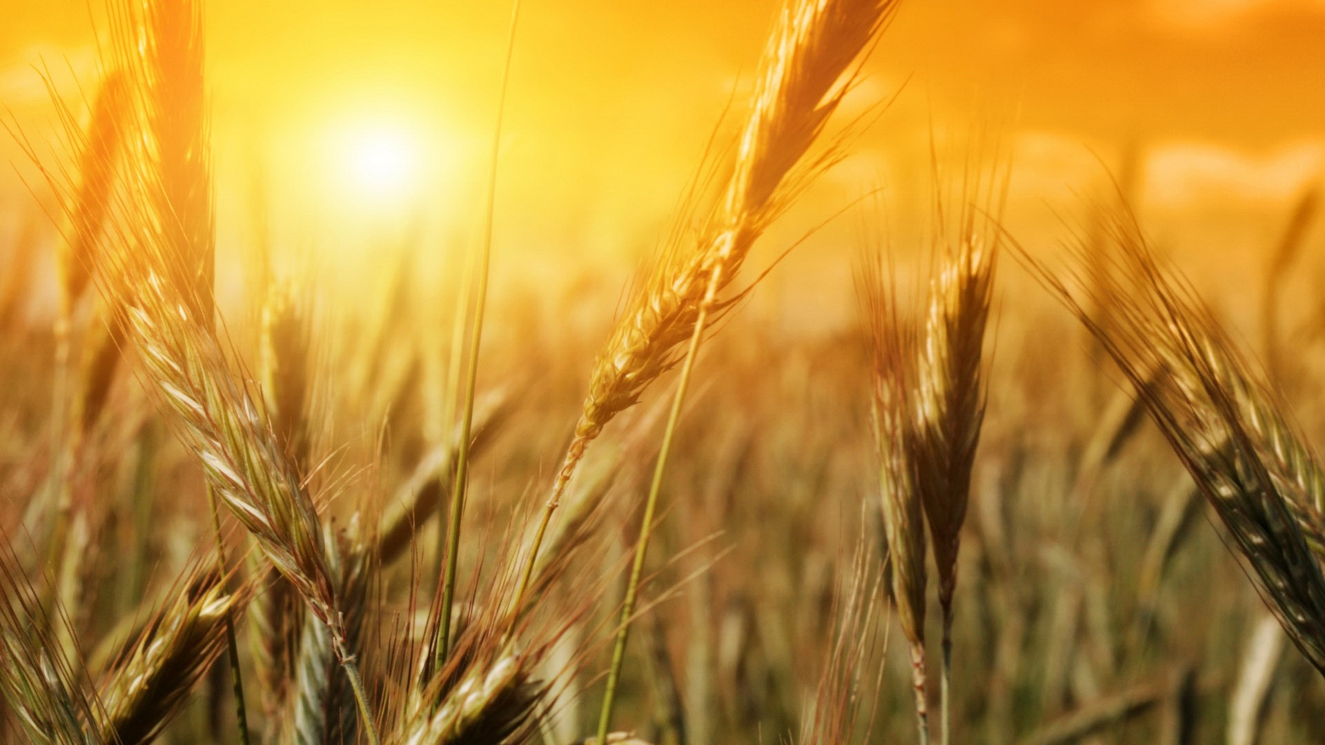 природа, поля, лето, пшеница, солнечный свет - обои на рабочий стол