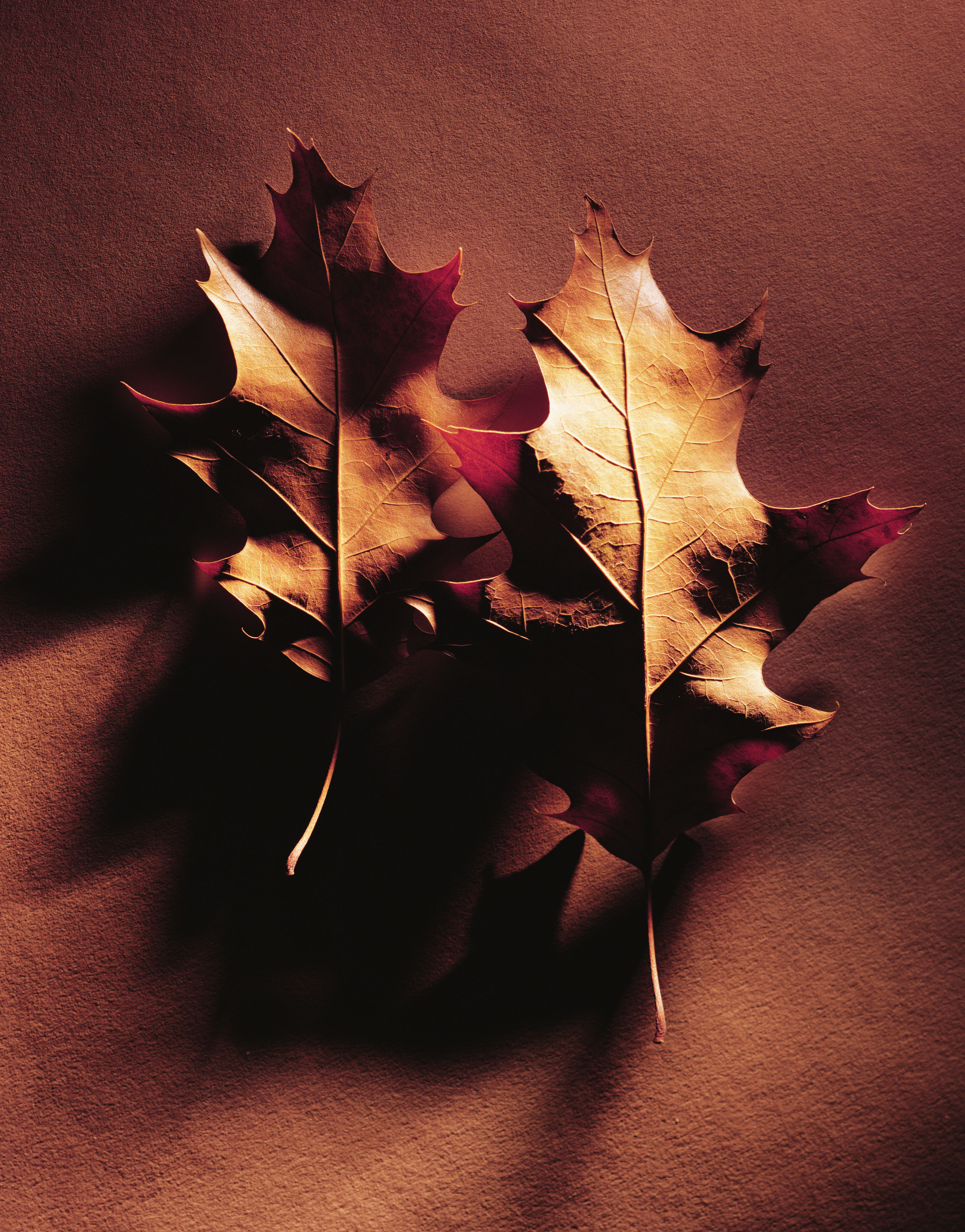 осень, листья, макро, опавшие листья - обои на рабочий стол