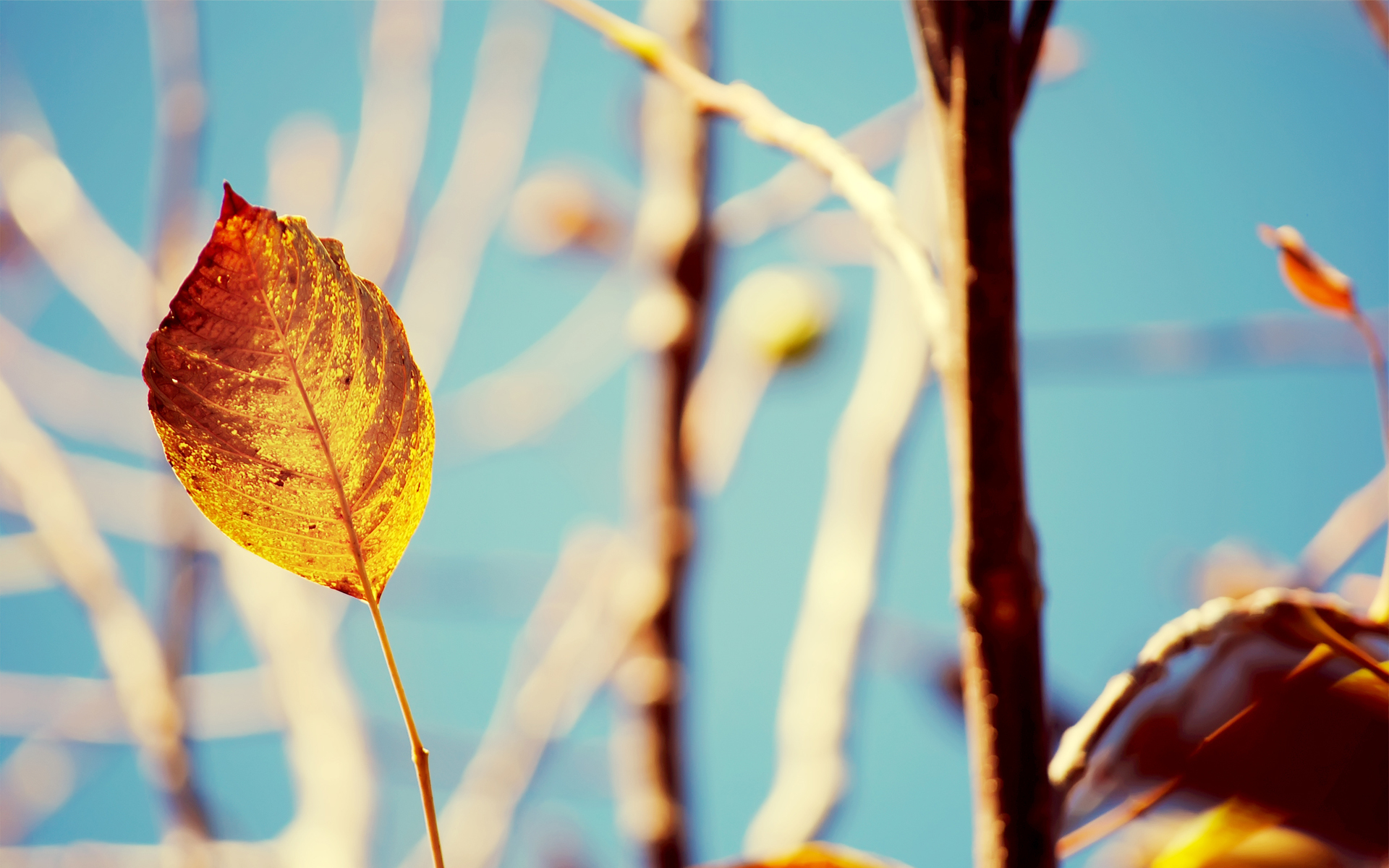 природа, осень, листья, размытым фоном - обои на рабочий стол