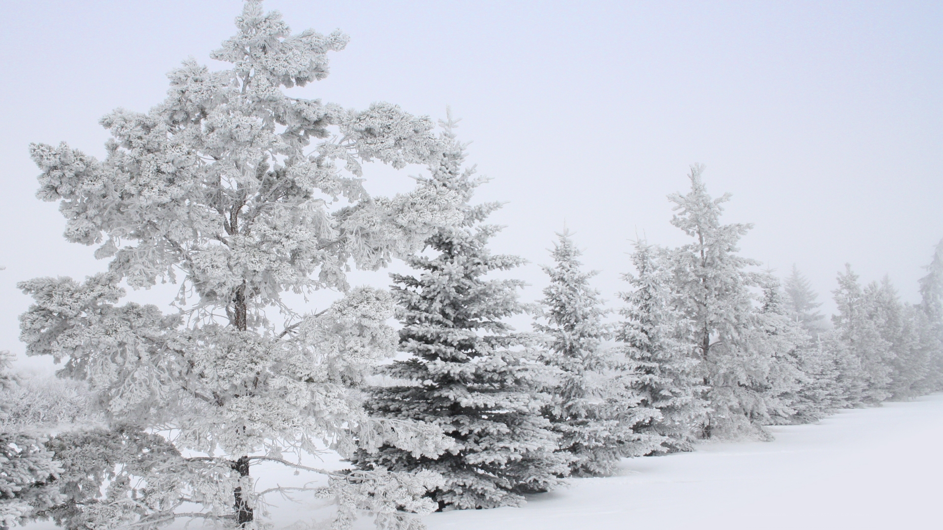 зима, снег, деревья, зимние пейзажи - обои на рабочий стол
