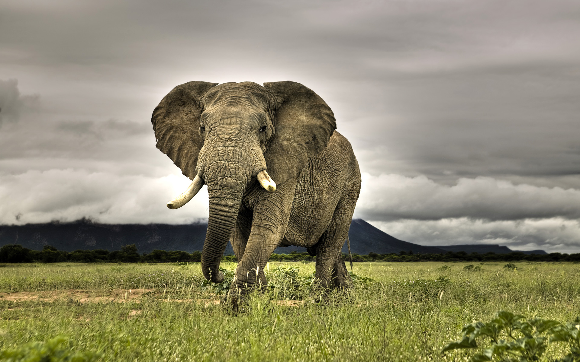 горы, облака, природа, животные, трава, Южная Африка, слоны - обои на рабочий стол
