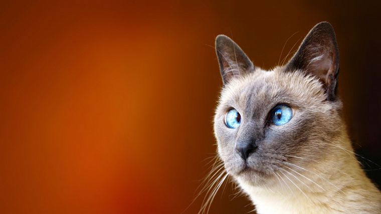 кошки, голубые глаза, животные, смешное - обои на рабочий стол