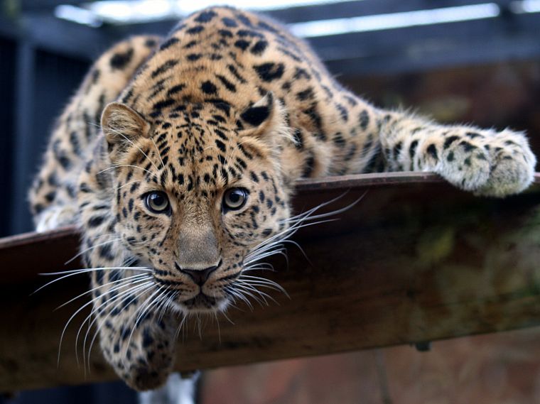 животные, леопарды, Дальневосточный леопард - обои на рабочий стол