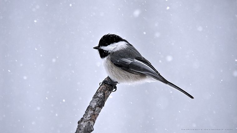 снег, птицы - обои на рабочий стол