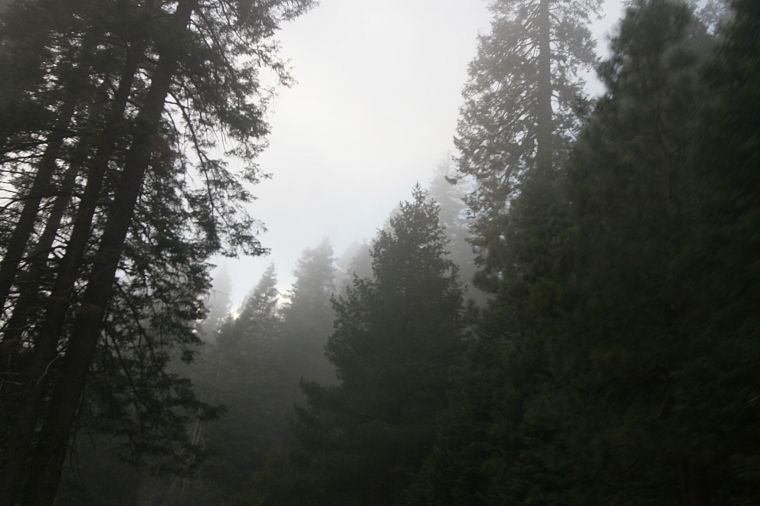 природа, деревья, леса, туман, туман - обои на рабочий стол