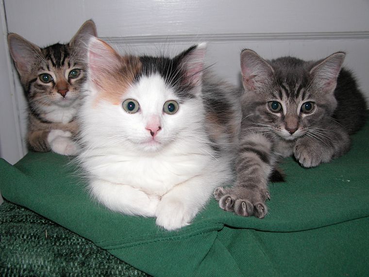 кошки, животные, котята - обои на рабочий стол