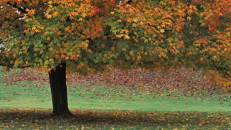 осень, коричневый, парки - обои на рабочий стол