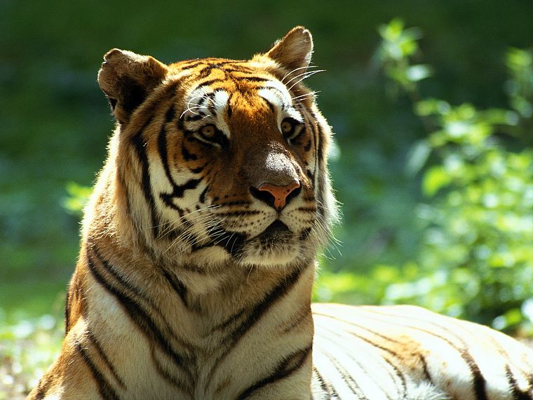 животные, Бенгальские тигры - обои на рабочий стол