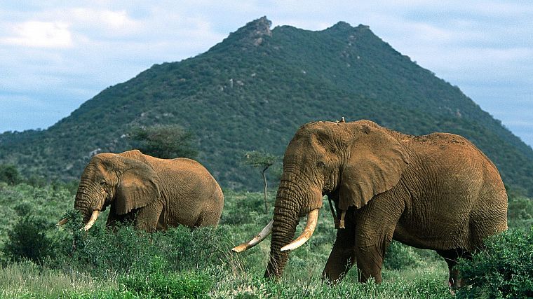 животные, слоны, Африканский, млекопитающие - обои на рабочий стол