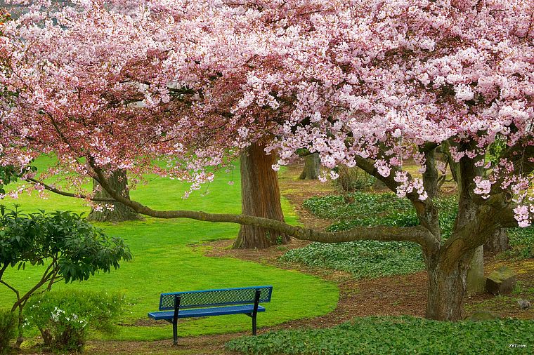 деревья, цветы, скамья, парки - обои на рабочий стол