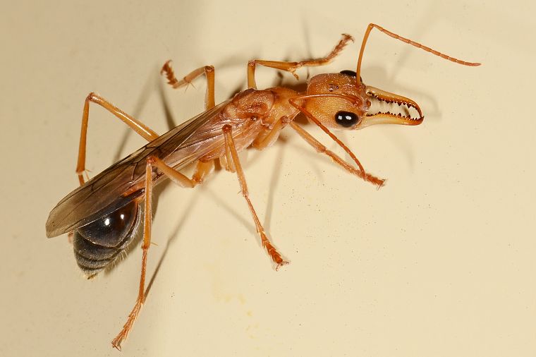 муравьи, Австралия, бульдог муравей - обои на рабочий стол