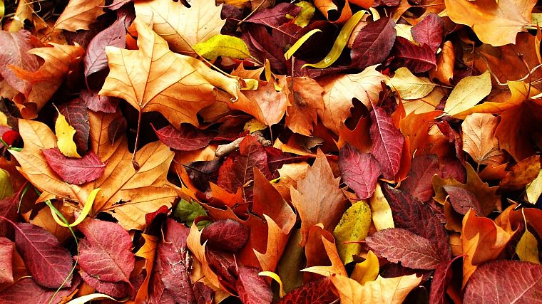 природа, осень, листья - обои на рабочий стол