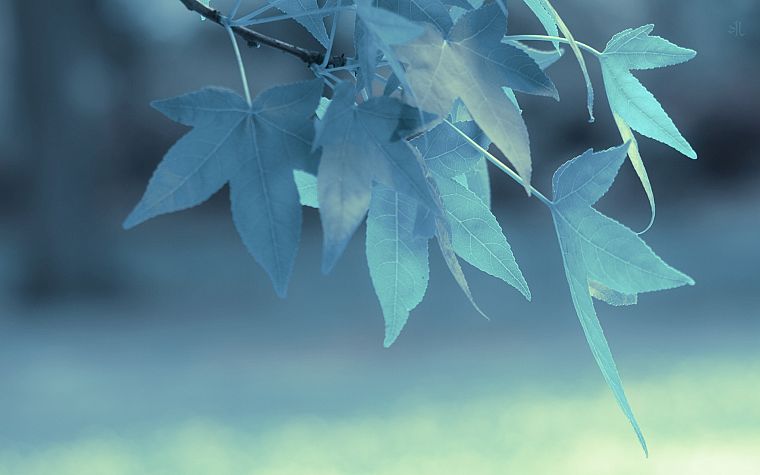 синий, листья, глубина резкости - обои на рабочий стол