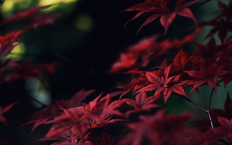 Япония, природа, деревья, листья, макро, глубина резкости - обои на рабочий стол