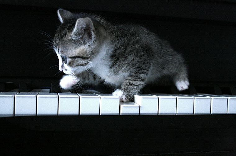 пианино, кошки, оттенки серого, котята - обои на рабочий стол