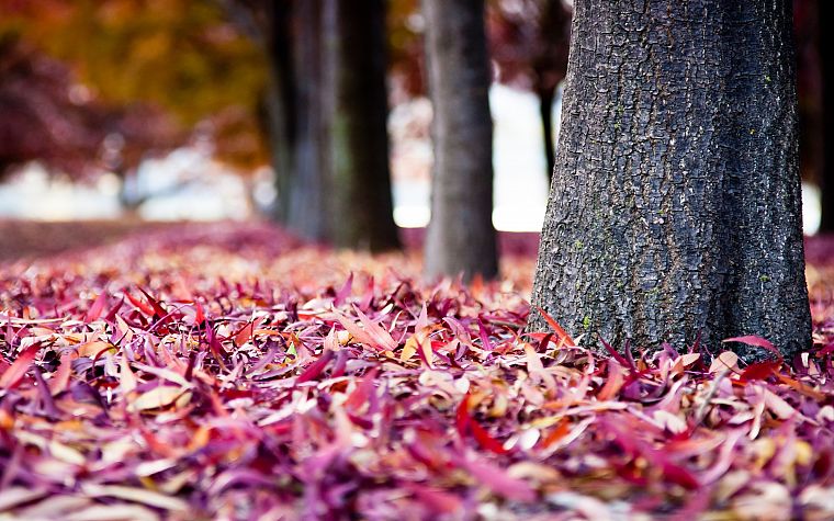 природа, деревья, осень, листья, глубина резкости, опавшие листья - обои на рабочий стол