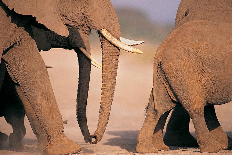 живая природа, слоны - обои на рабочий стол