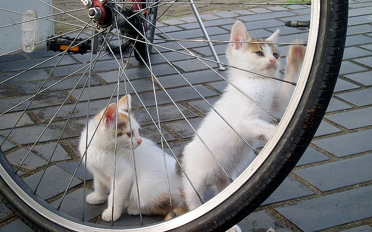 кошки, велосипеды, котята - обои на рабочий стол